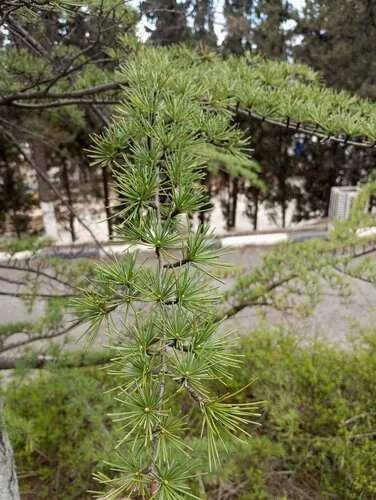 Фотография объекта Алмаз